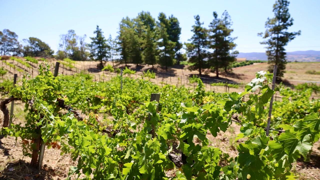 Foot Path Winery — Temecula Valley winery