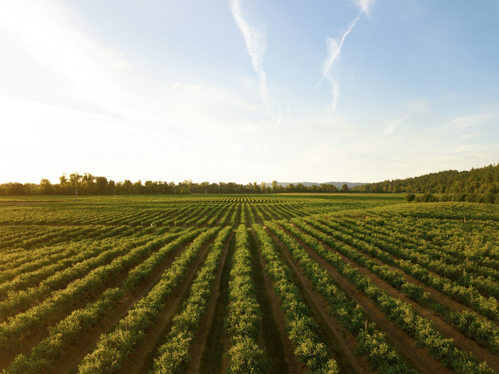 Lorimar Winery — Temecula winery