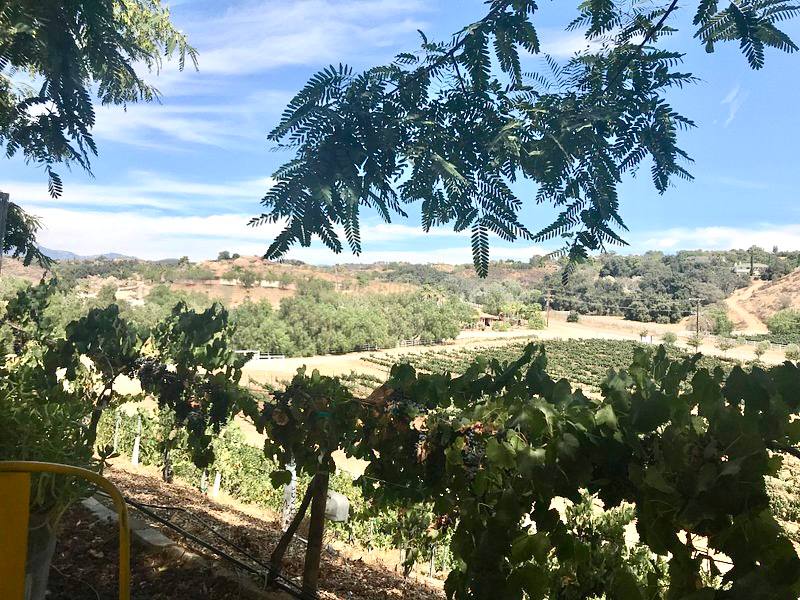 Masia de la Vinya — Temecula winery