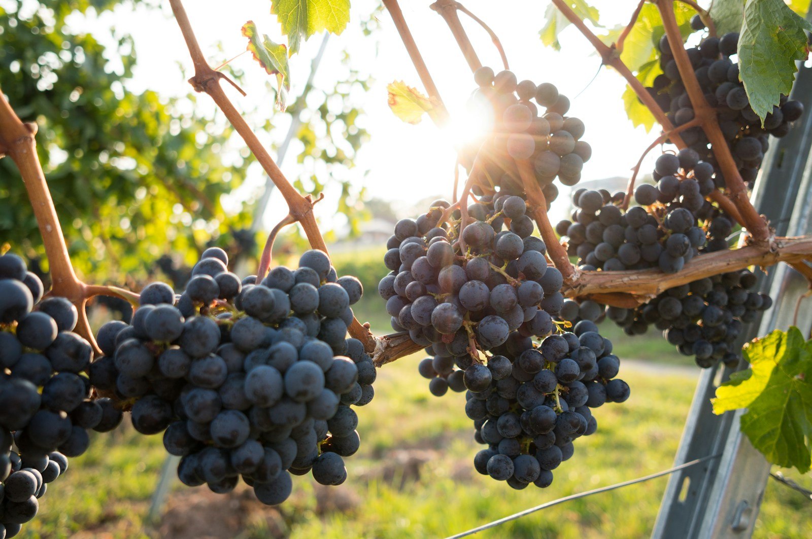 Stonehouse Cellars