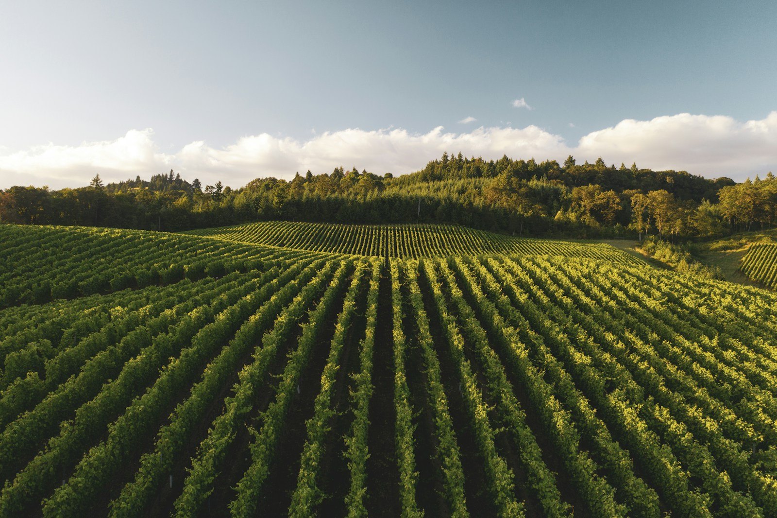 Villa de Amor Winery — Temecula winery